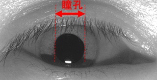 瞳孔検出・解析画像