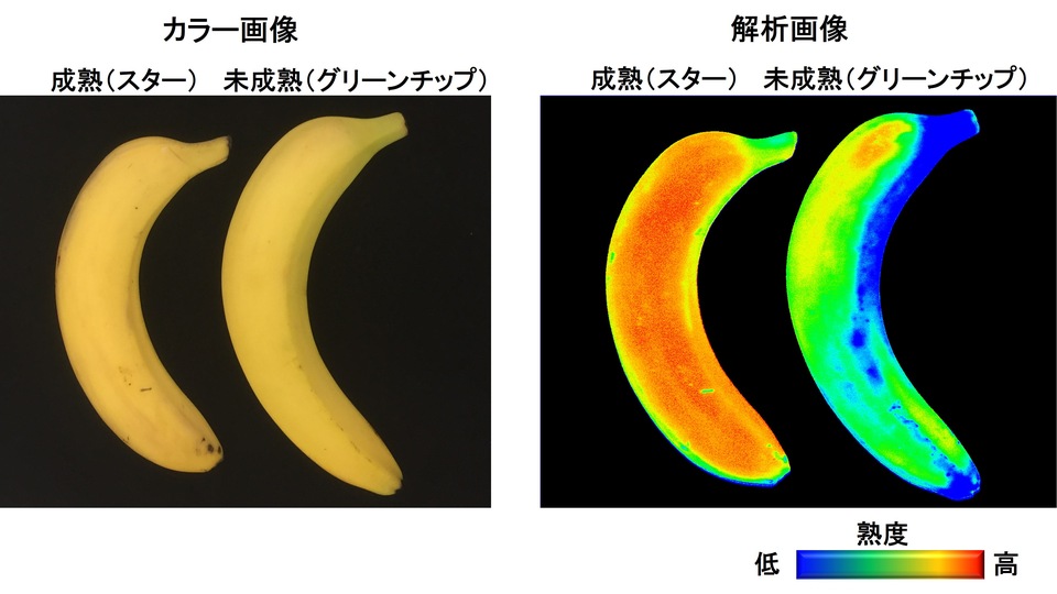 banananoseijukudonokashika